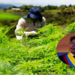 Gustavo Petro pide la legalización del cultivo de marihuana en Colombia