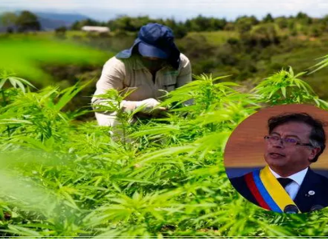 Gustavo Petro pide la legalización del cultivo de marihuana en Colombia