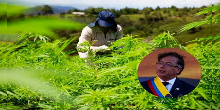 Gustavo Petro pide la legalización del cultivo de marihuana en Colombia